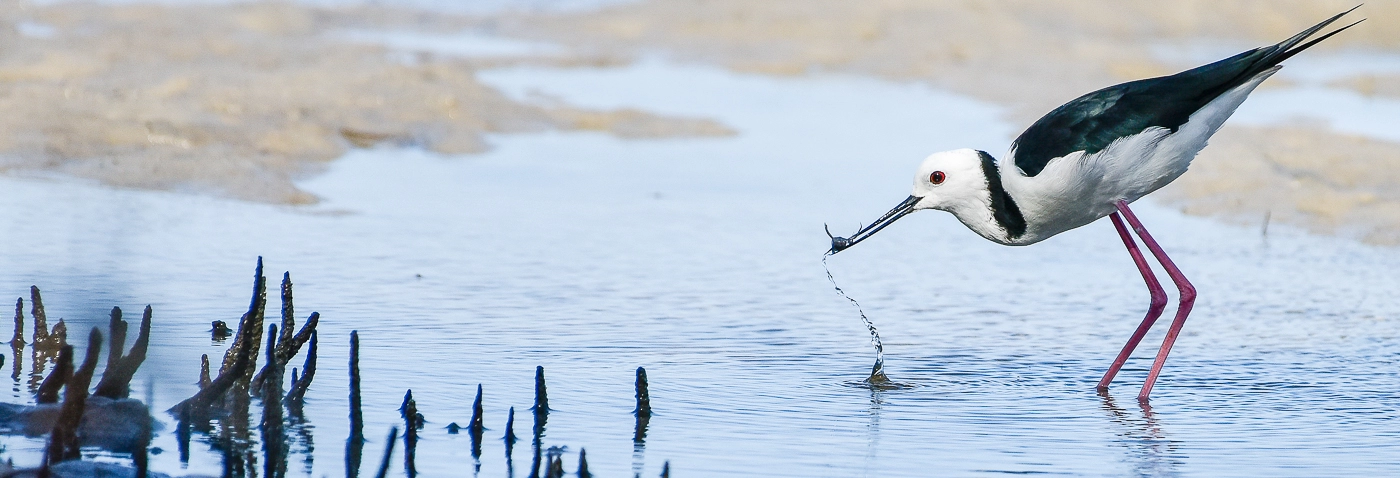 Pied Stilt (Image ID 29827) Pied Stilt (Image ID 29827)