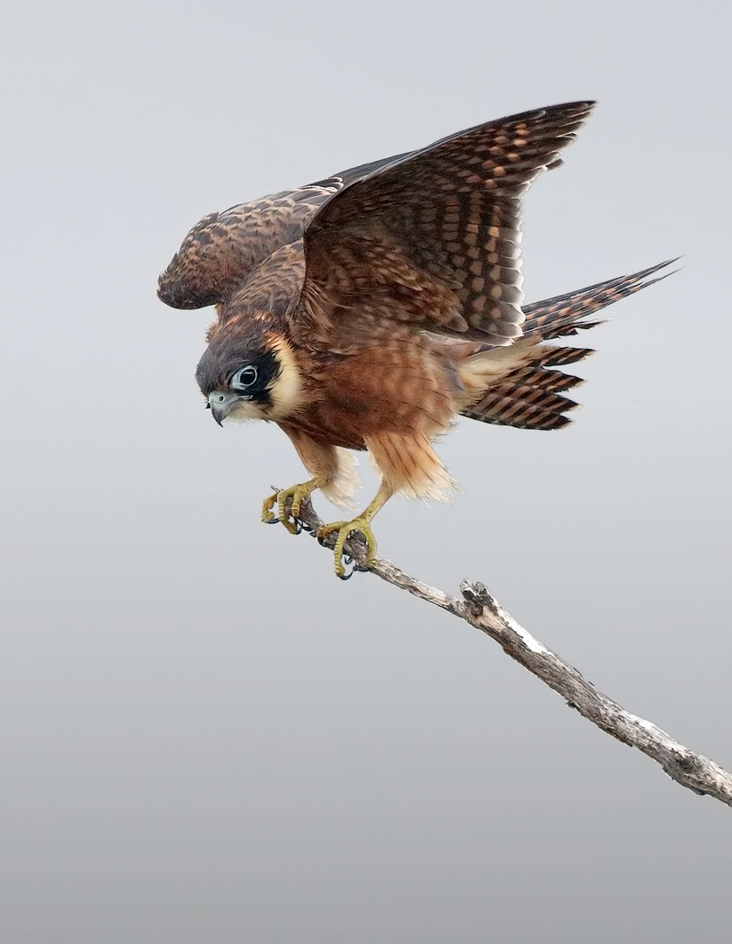 Australian Hobby (Image ID 29784) Australian Hobby (Image ID 29784)