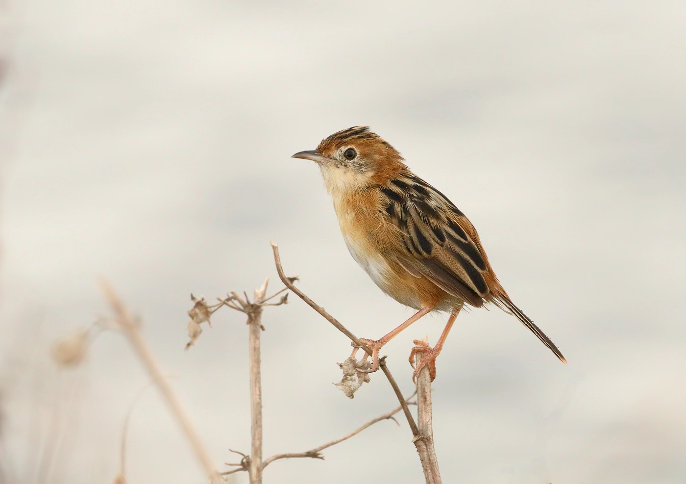 Golden-headed Cisticola (Image ID 29787)