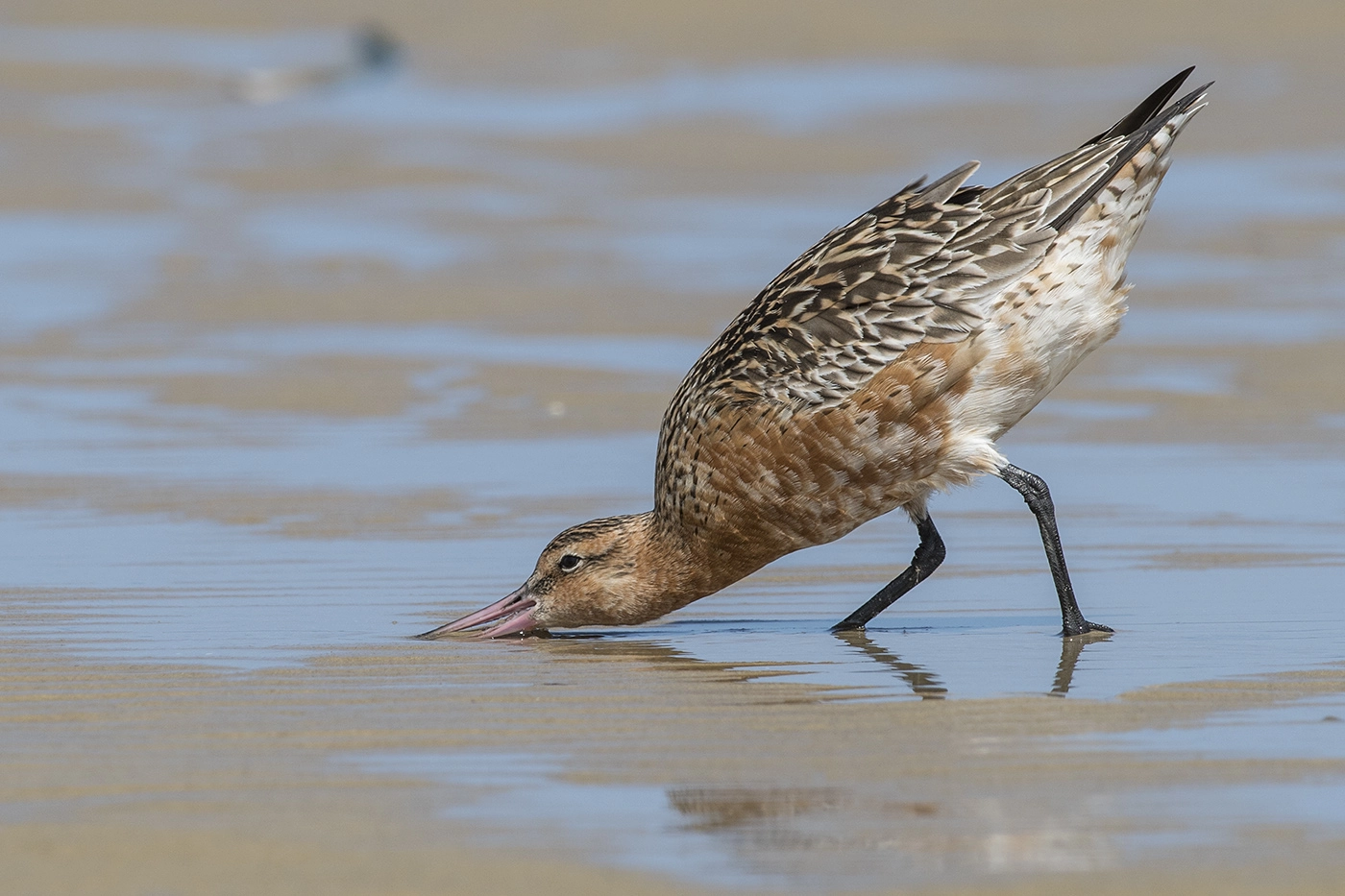 Bar-tailed Godwit (Image ID 29941) Bar-tailed Godwit (Image ID 29941)