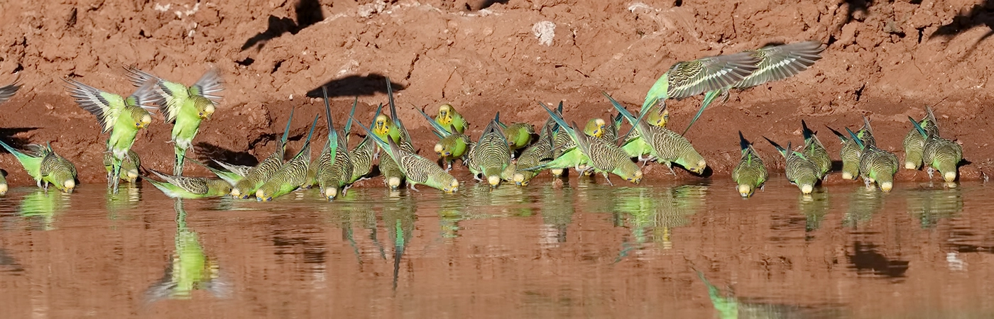 Budgerigar (Image ID 30499) Budgerigar (Image ID 30499)