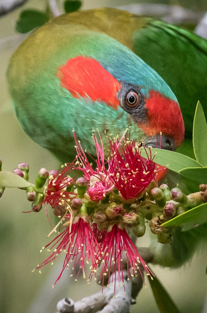 Musk Lorikeet (Image ID 30745) Musk Lorikeet (Image ID 30745)
