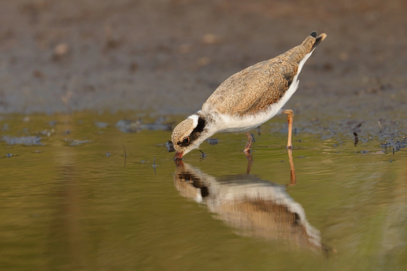 Black-fronted Dotterel (Image ID 32459) Black-fronted Dotterel (Image ID 32459)