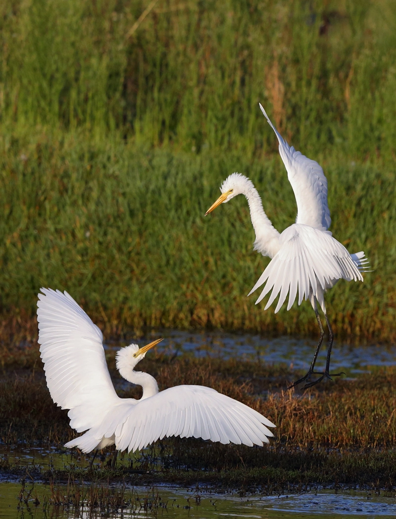 Plumed Egret (Image ID 33762) Plumed Egret (Image ID 33762)