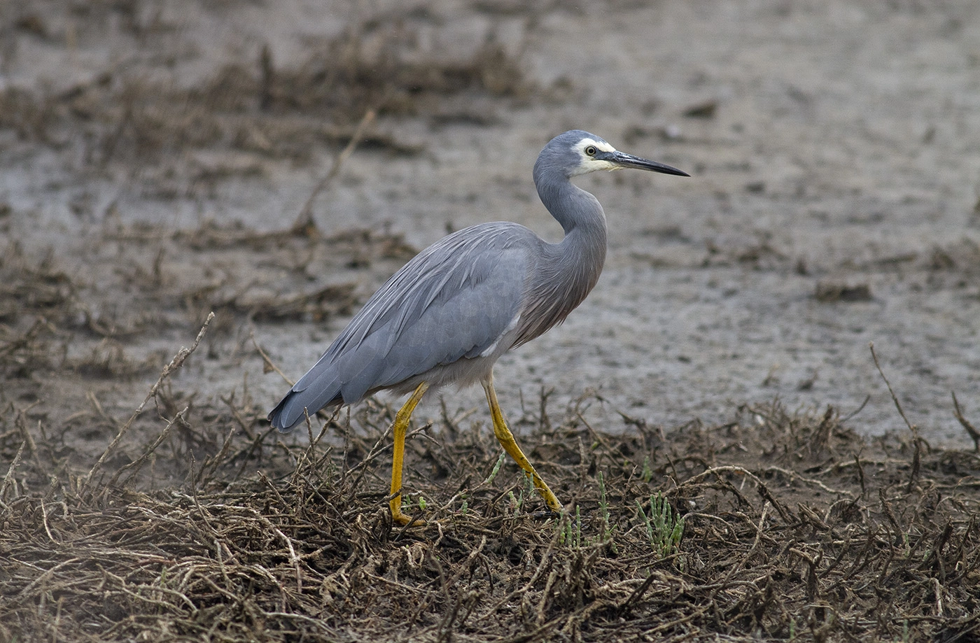 White-faced Heron (Image ID 34080)