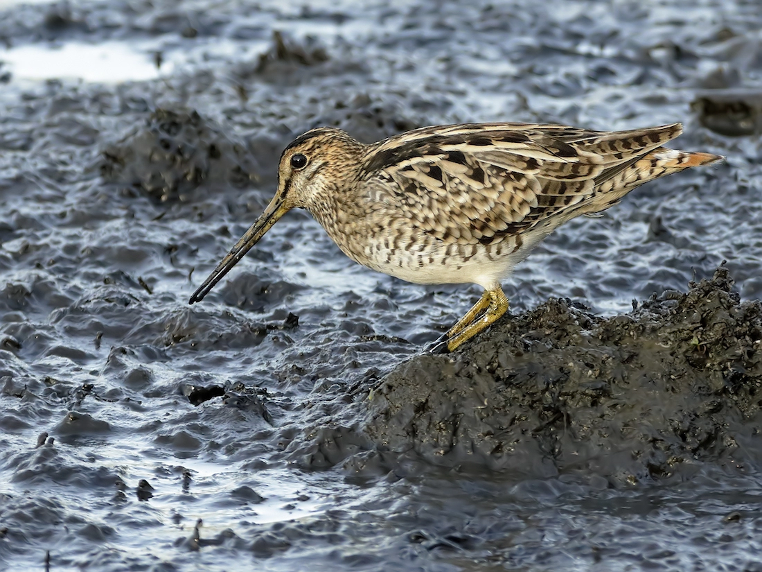 Latham's Snipe (Image ID 34371) Latham's Snipe (Image ID 34371)