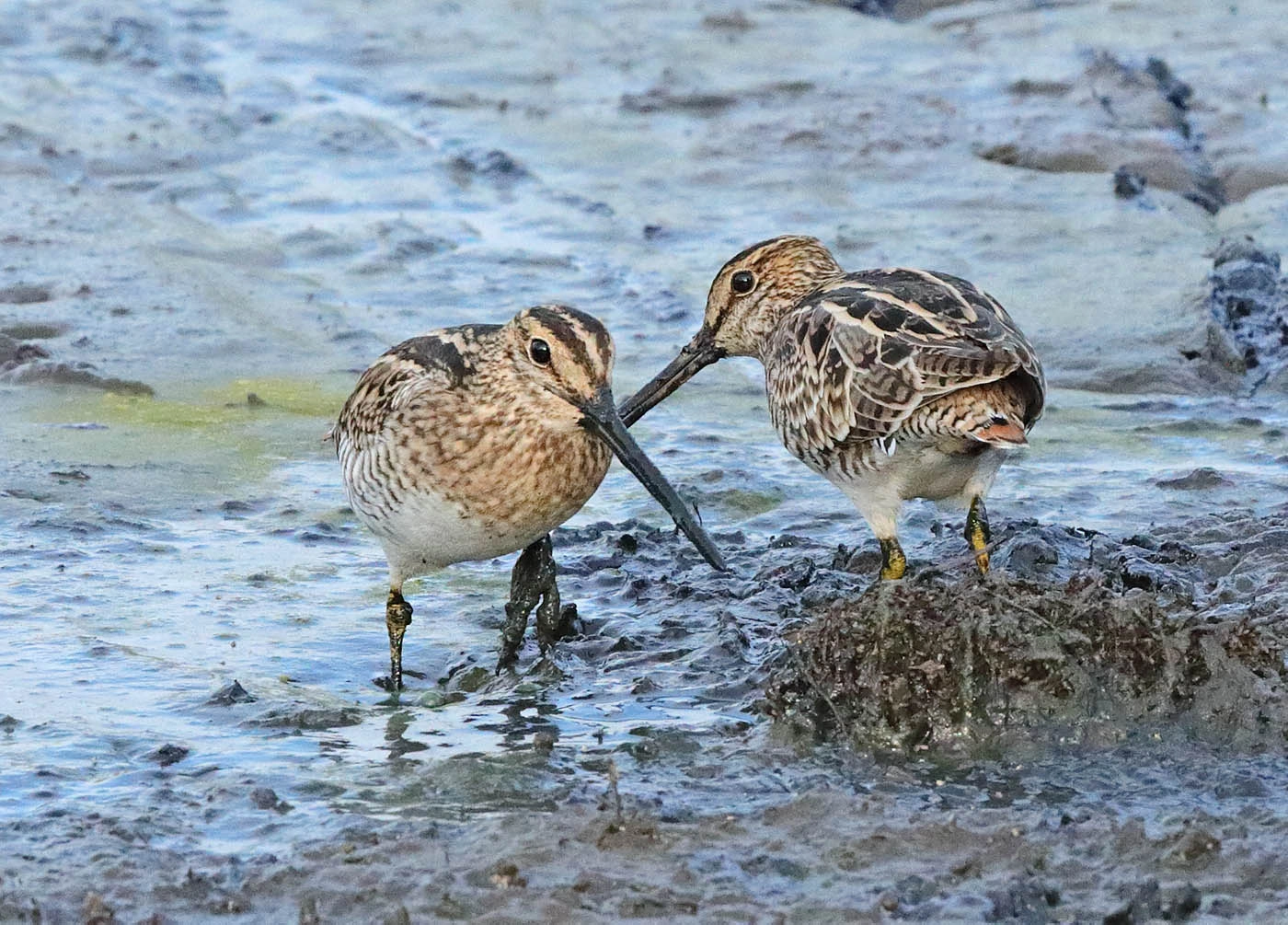 Latham's Snipe (Image ID 34499) Latham's Snipe (Image ID 34499)