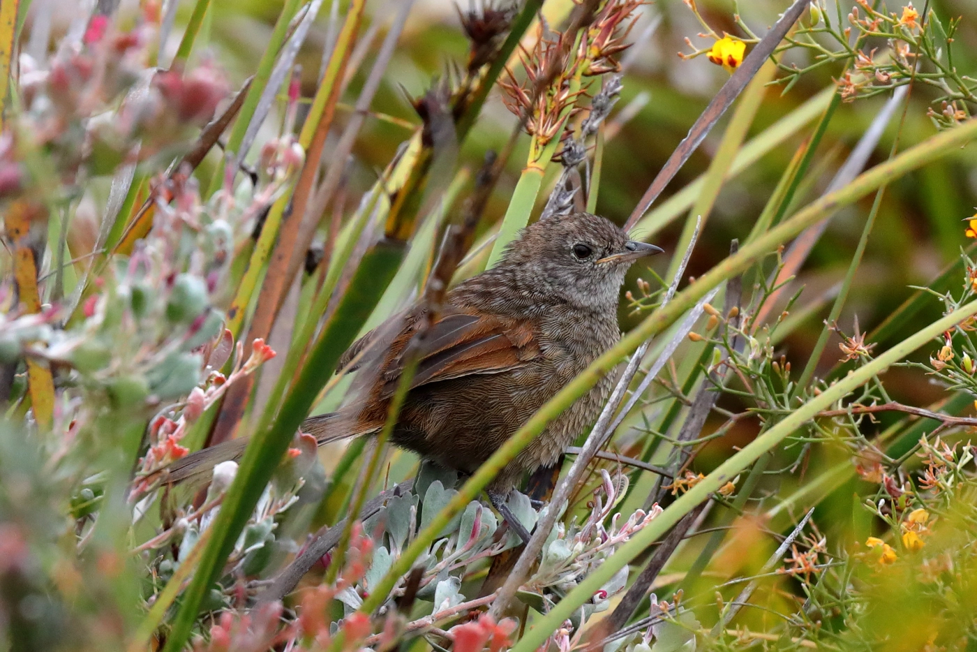 Western Bristlebird (Image ID 34374)