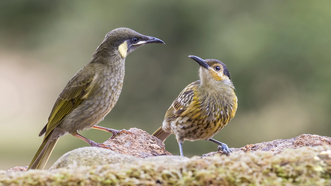 Lewin's Honeyeater,Macleay's Honeyeater (Image ID 36379) Lewin's Honeyeater,Macleay's Honeyeater (Image ID 36379)