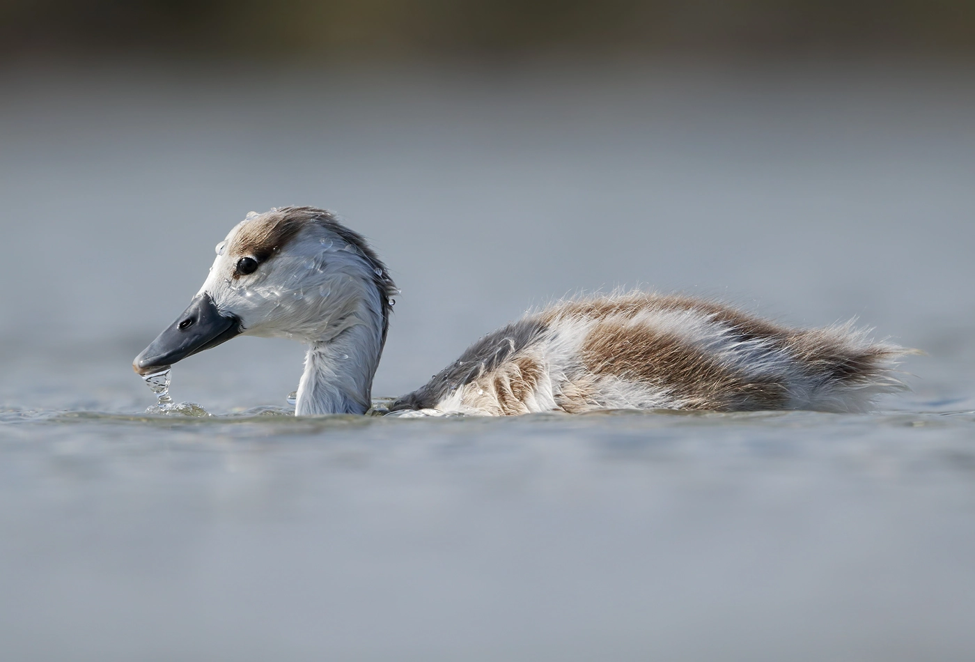 Australian Shelduck (Image ID 36950) Australian Shelduck (Image ID 36950)