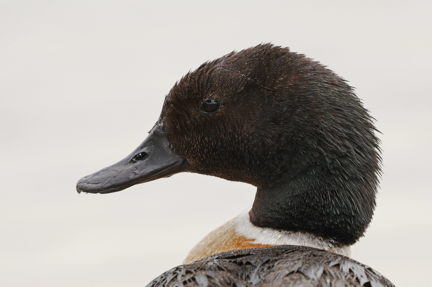 Australian Shelduck (Image ID 36951)