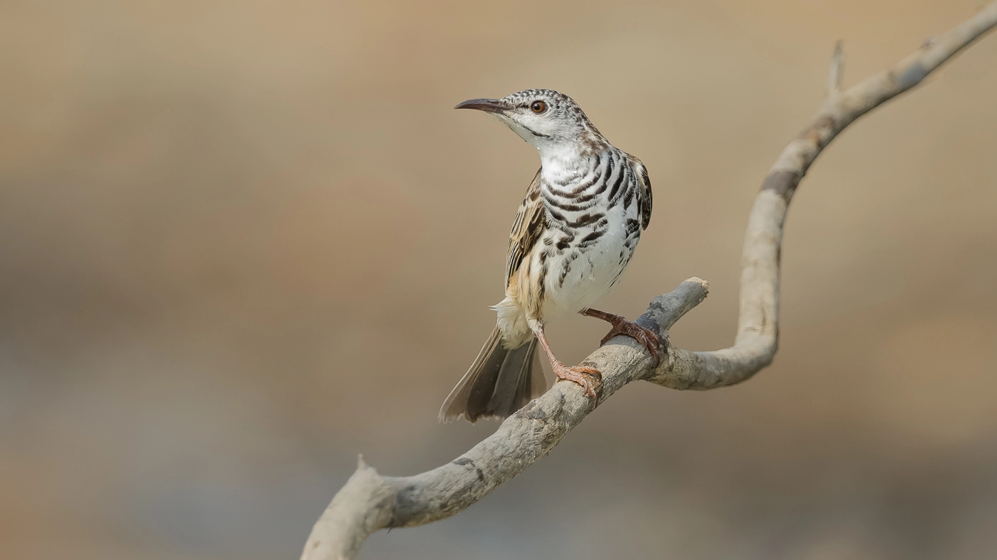 Bar-breasted Honeyeater (Image ID 36920)