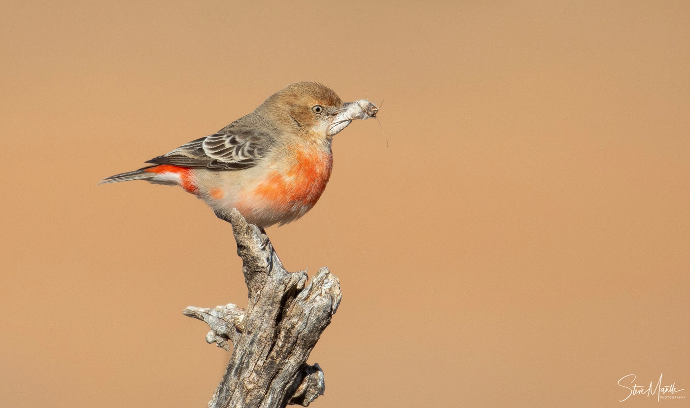Crimson Chat (Image ID 37704) Crimson Chat (Image ID 37704)