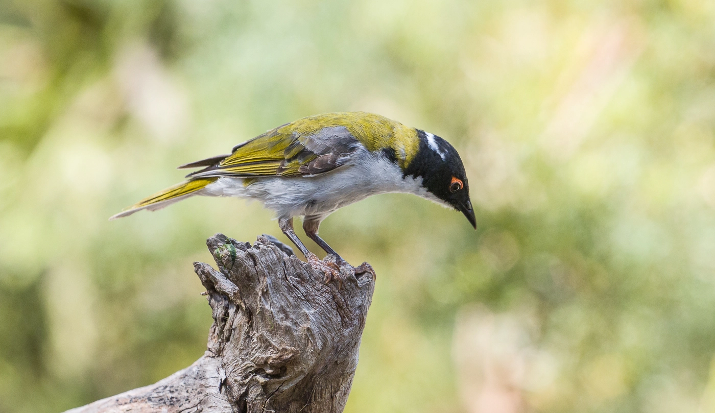 White-naped Honeyeater (Image ID 37974) White-naped Honeyeater (Image ID 37974)