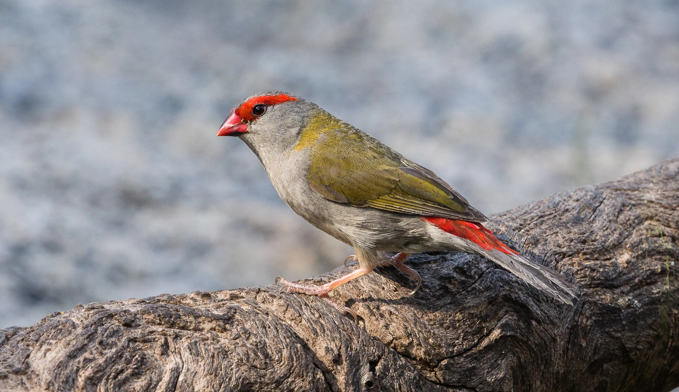 Red-browed Finch (Image ID 37986)