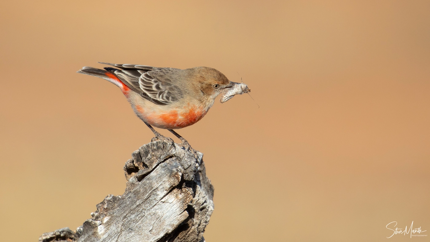Crimson Chat (Image ID 37961) Crimson Chat (Image ID 37961)