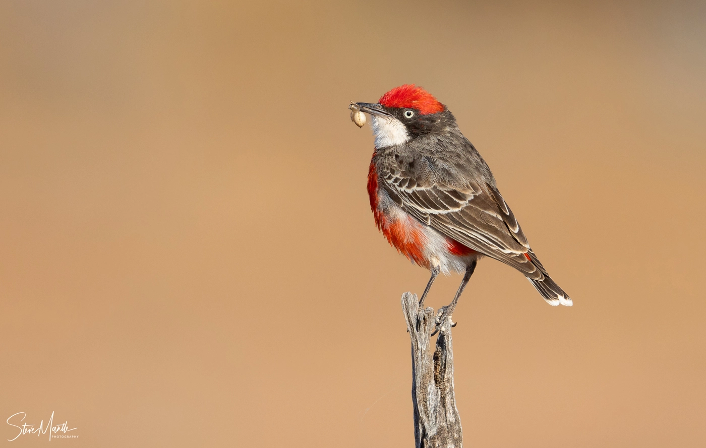 Crimson Chat (Image ID 37959) Crimson Chat (Image ID 37959)