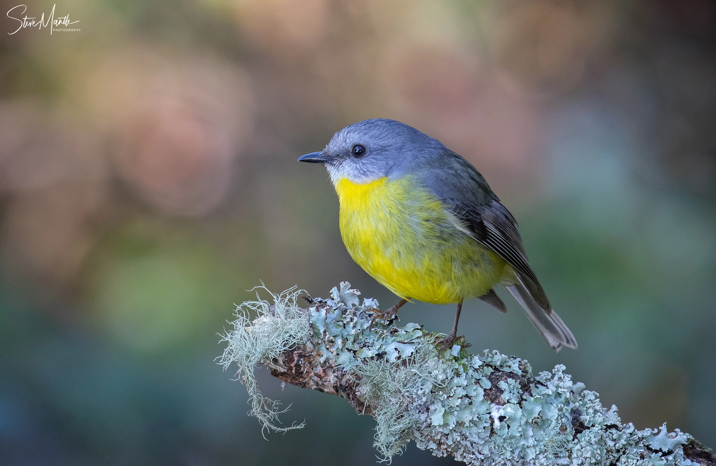 Eastern Yellow Robin (Image ID 38094)