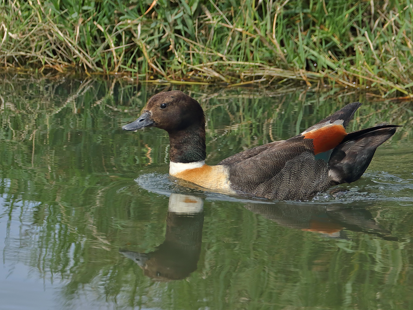 Australian Shelduck (Image ID 37993)