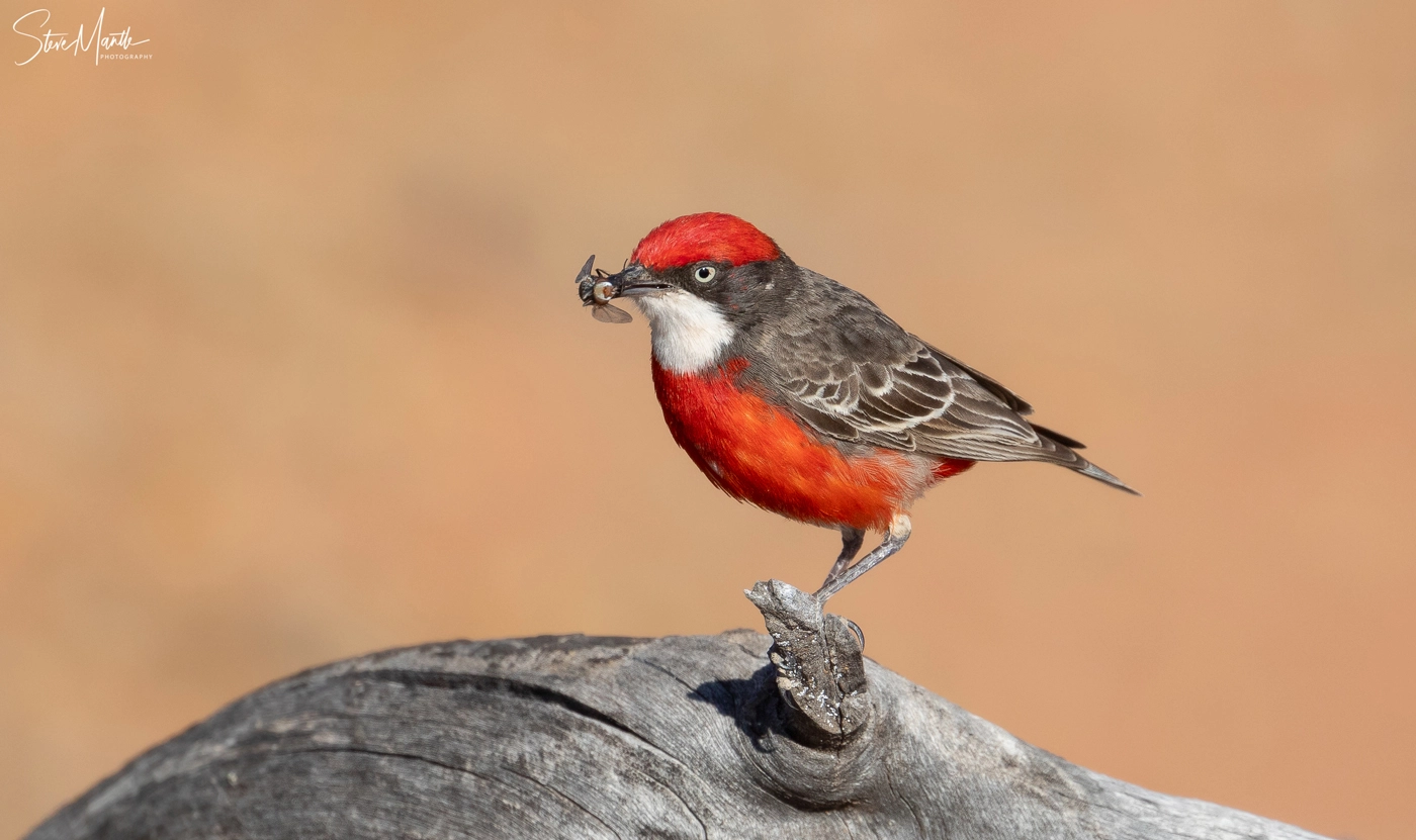 Crimson Chat (Image ID 38080) Crimson Chat (Image ID 38080)