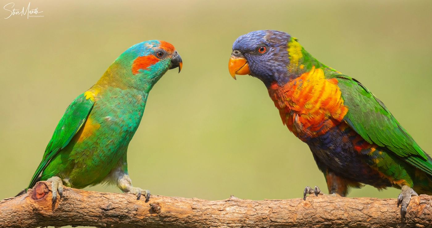 Musk Lorikeet, Rainbow Lorikeet (Image ID 37977) Musk Lorikeet, Rainbow Lorikeet (Image ID 37977)