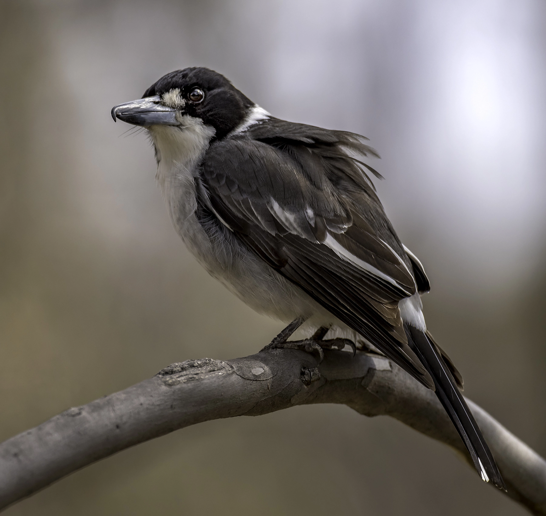 Grey Butcherbird (Image ID 41932) Grey Butcherbird (Image ID 41932)