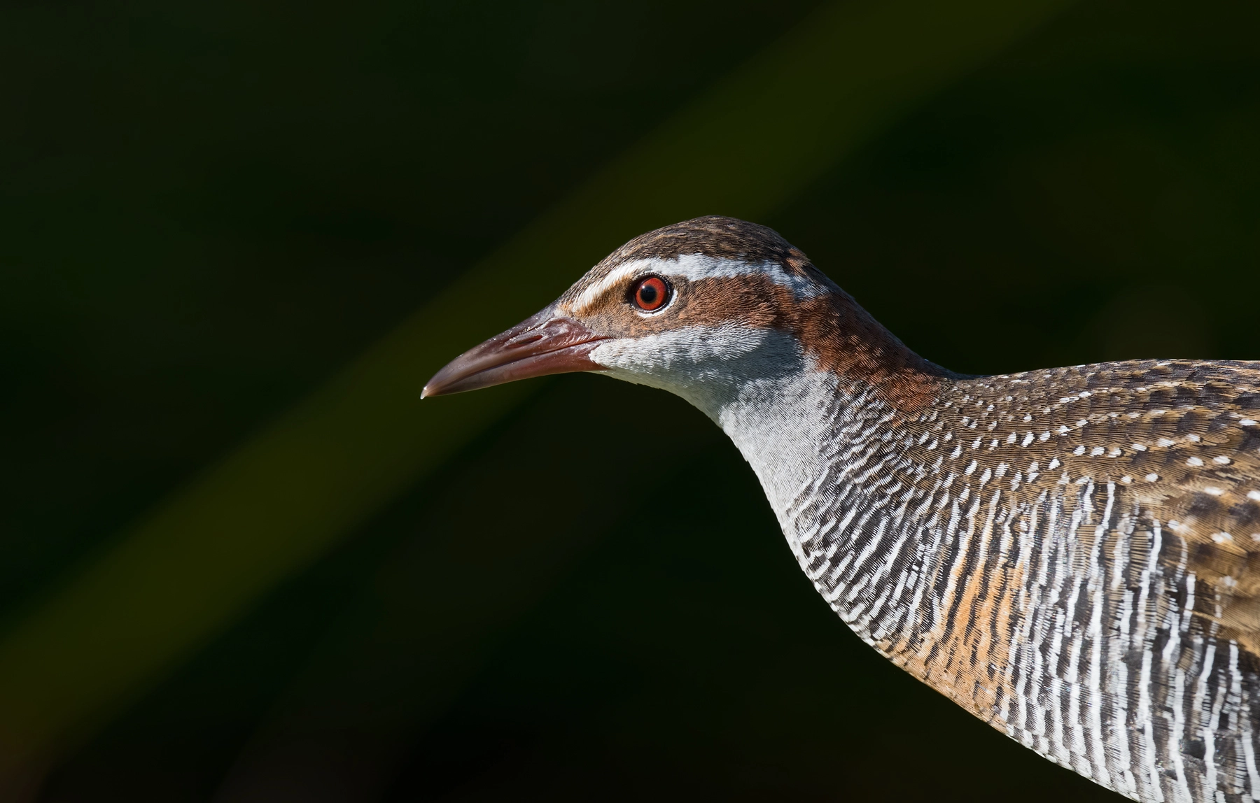Buff-banded Rail (Image ID 46126) Buff-banded Rail (Image ID 46126)
