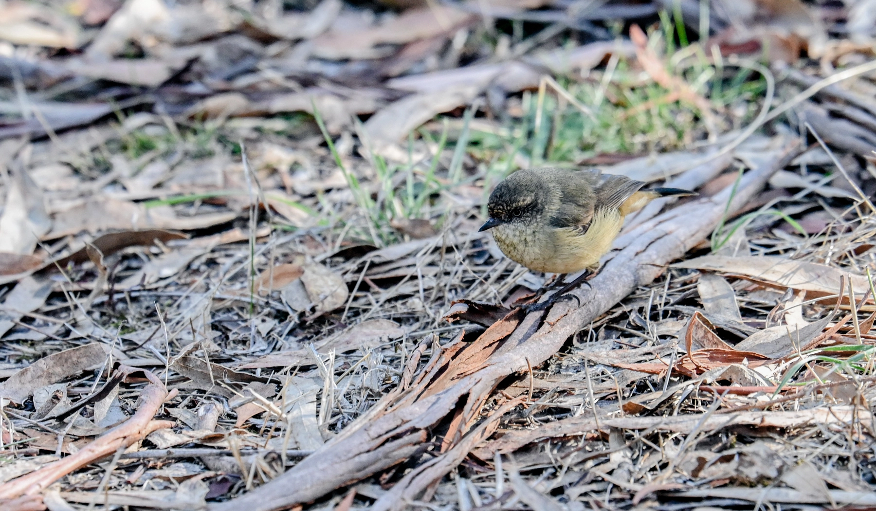 Buff-rumped Thornbill (Image ID 45981) Buff-rumped Thornbill (Image ID 45981)