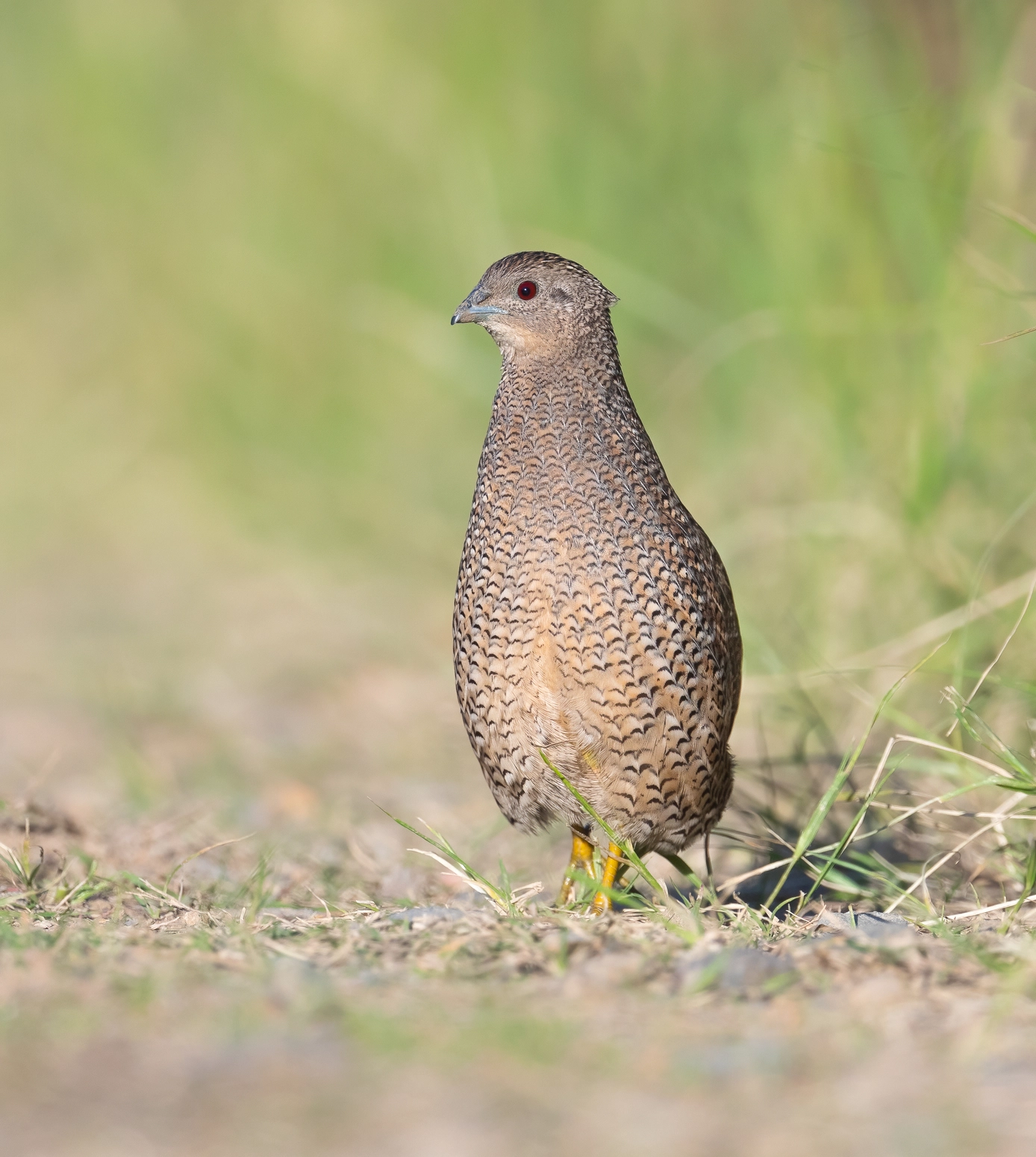 Brown Quail (Image ID 45984) Brown Quail (Image ID 45984)