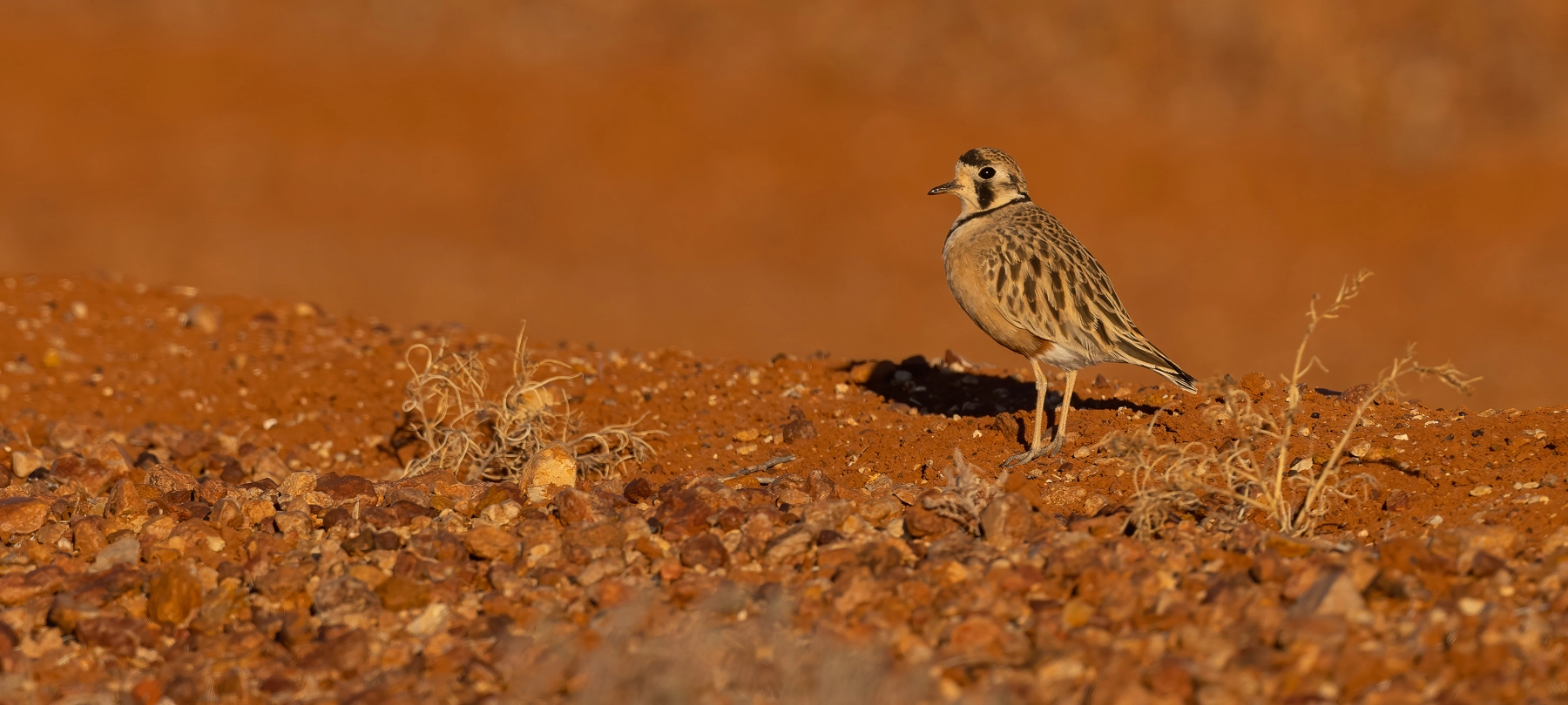 Inland Dotterel (Image ID 47991) Inland Dotterel (Image ID 47991)