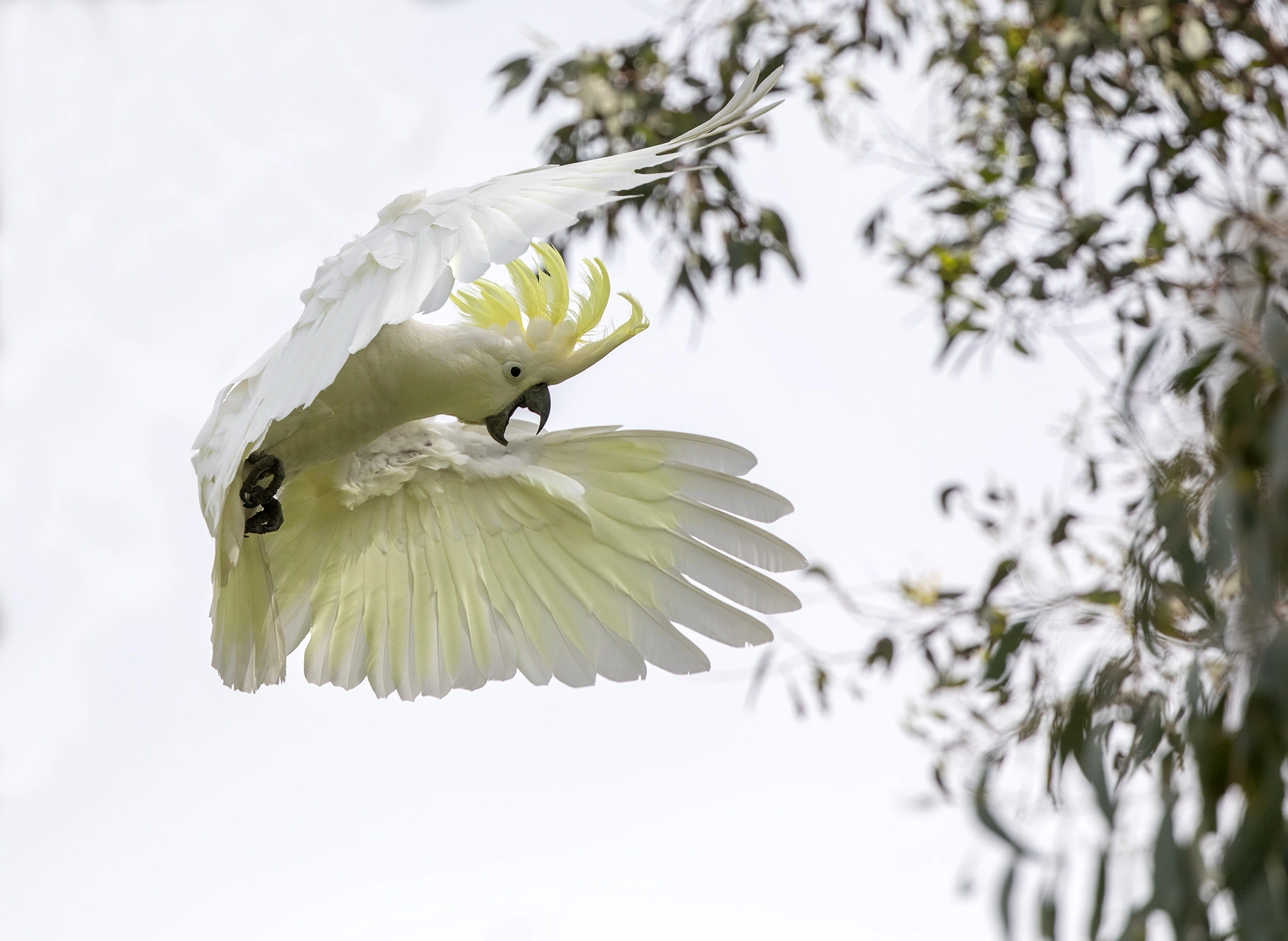 Sulphur-crested Cockatoo (Image ID 48518) Sulphur-crested Cockatoo (Image ID 48518)