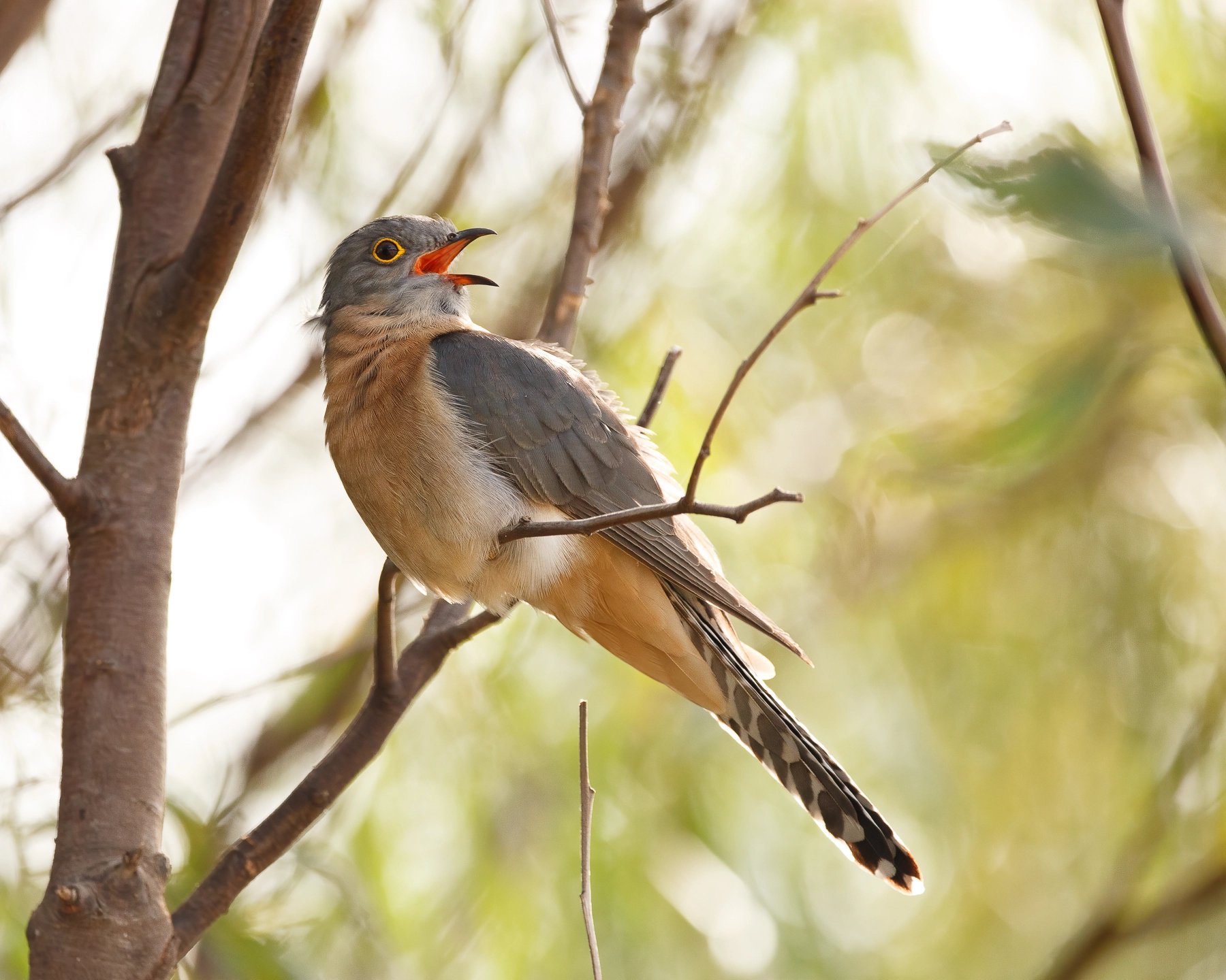 Fan-tailed Cuckoo (Image ID 48498) Fan-tailed Cuckoo (Image ID 48498)