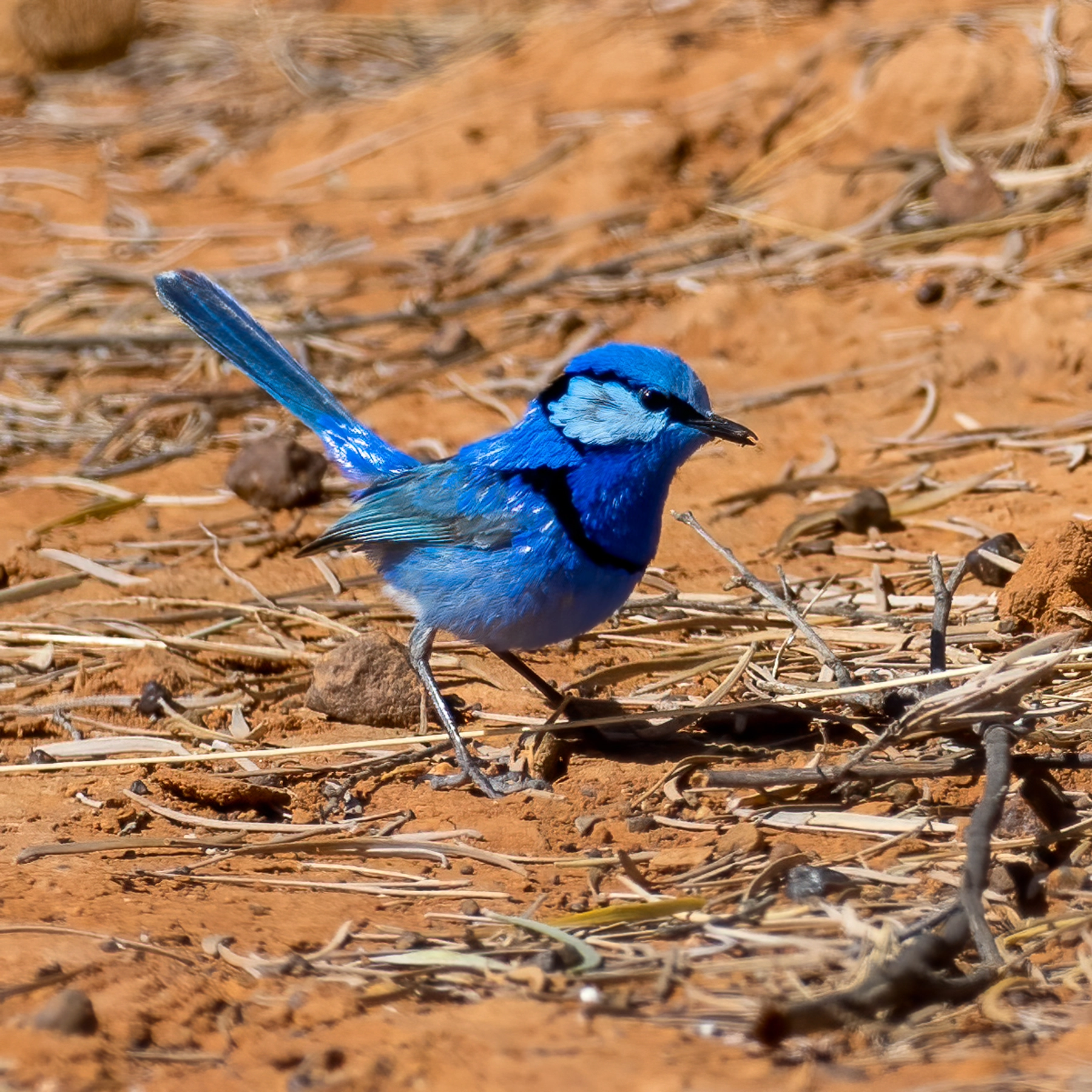Splendid Fairy-wren (Image ID 49192) Splendid Fairy-wren (Image ID 49192)