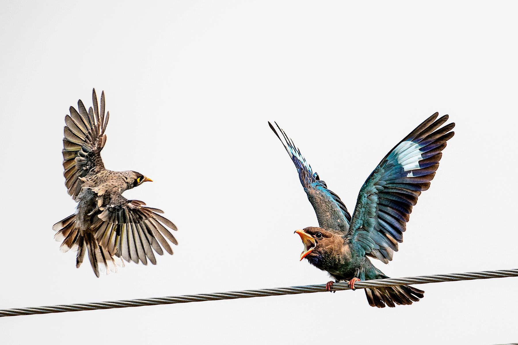 Noisy Miner, Oriental Dollarbird (Image ID 49346)