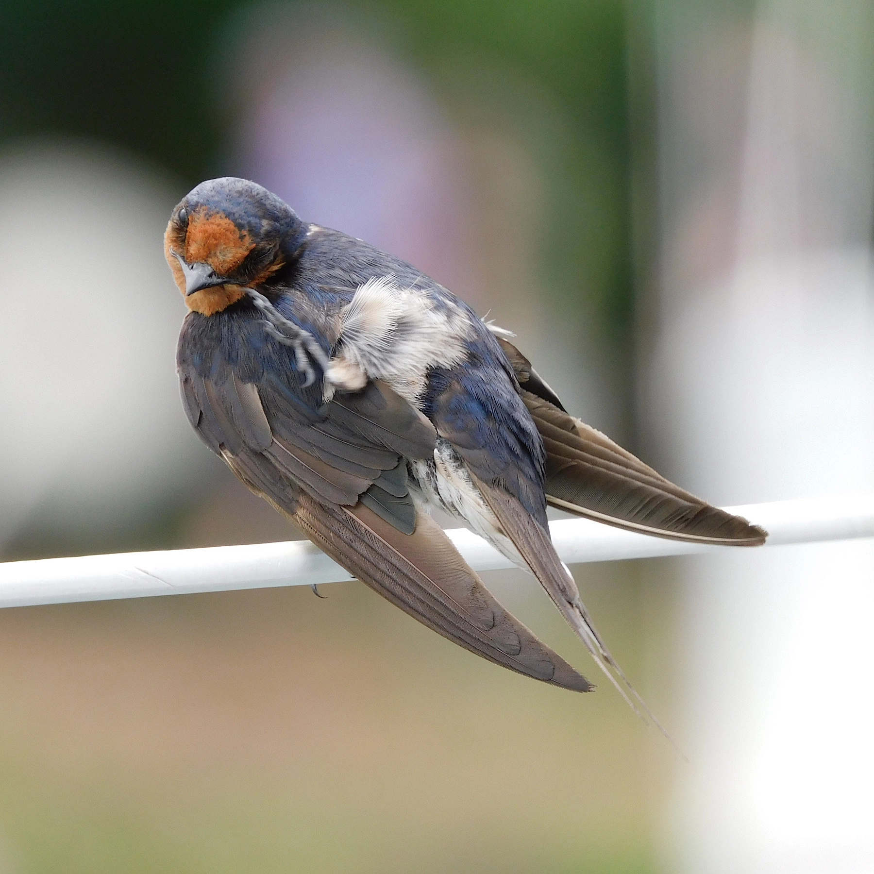 Welcome Swallow (Image ID 49519) Welcome Swallow (Image ID 49519)