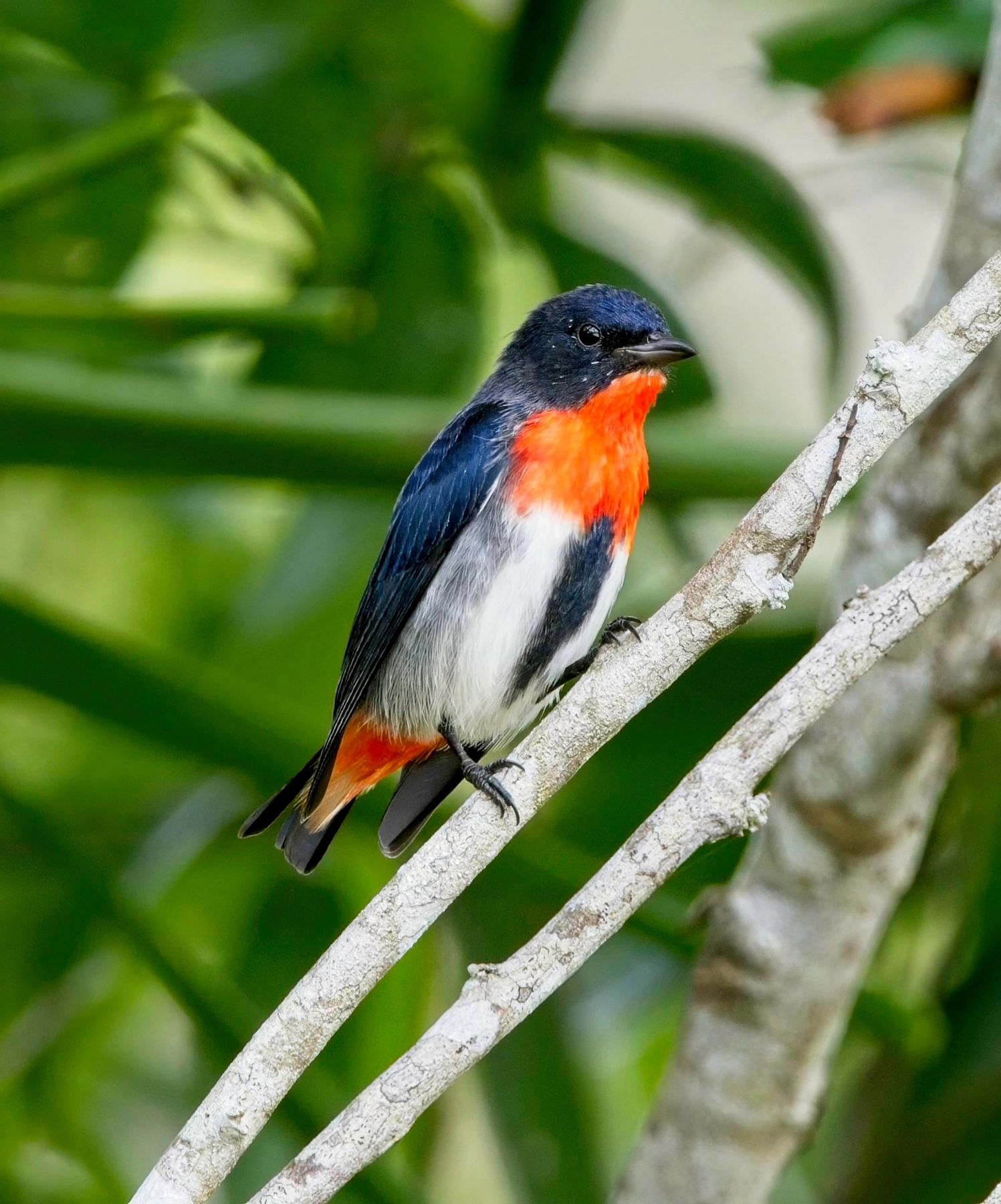 Mistletoebird (Image ID 49965)