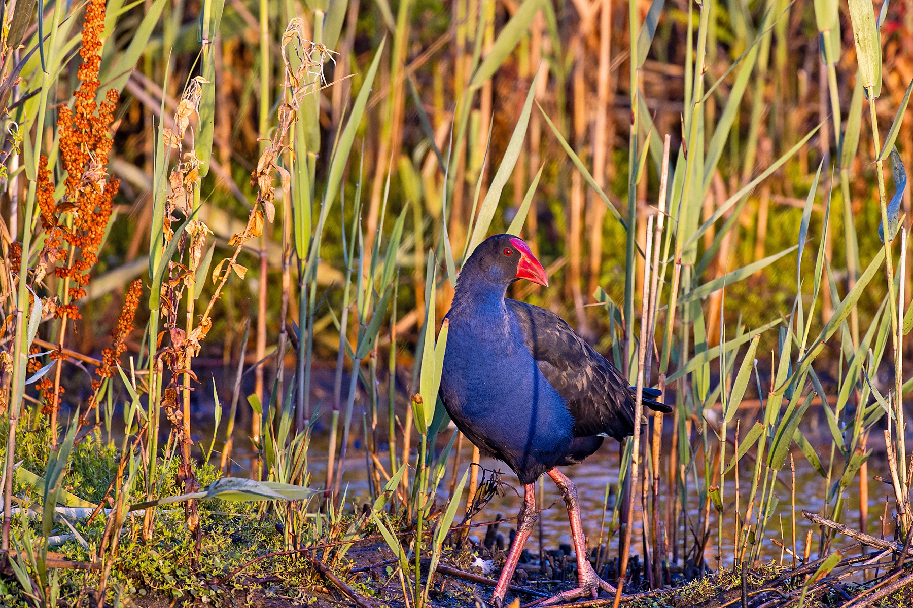 Purple Swamphen (Image ID 49882)