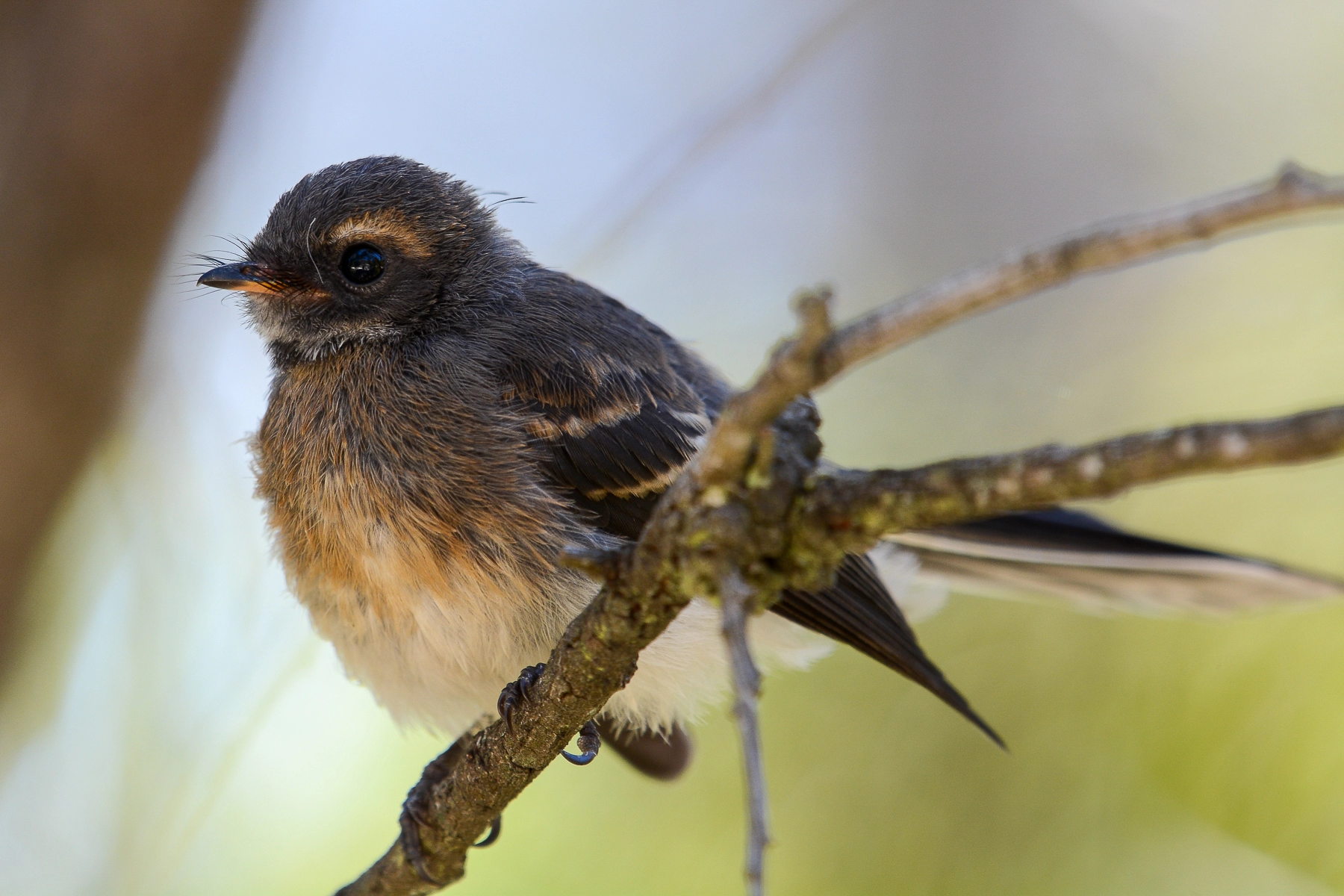 Grey Fantail (Image ID 49904) Grey Fantail (Image ID 49904)
