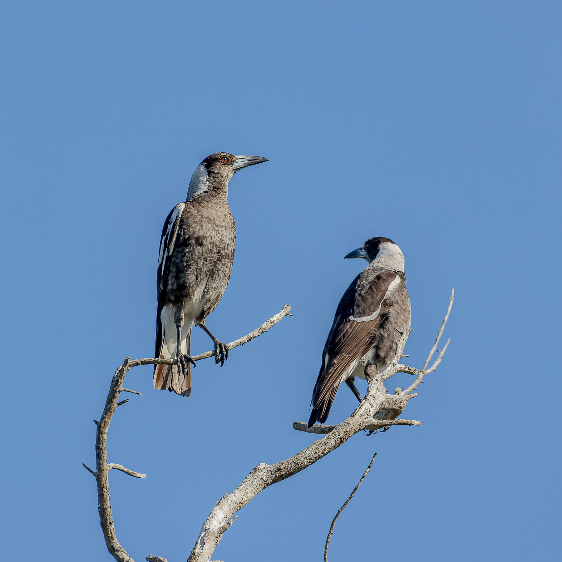 Australian Magpie (Image ID 49915) Australian Magpie (Image ID 49915)