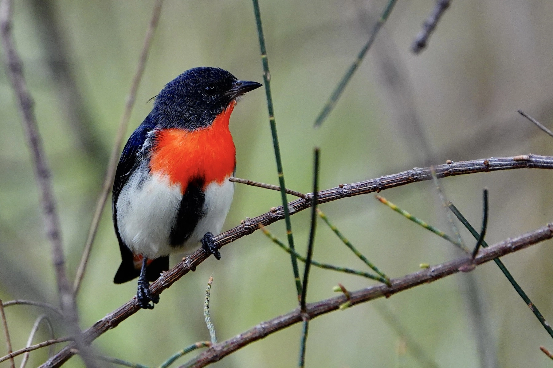 Mistletoebird (Image ID 50437) Mistletoebird (Image ID 50437)
