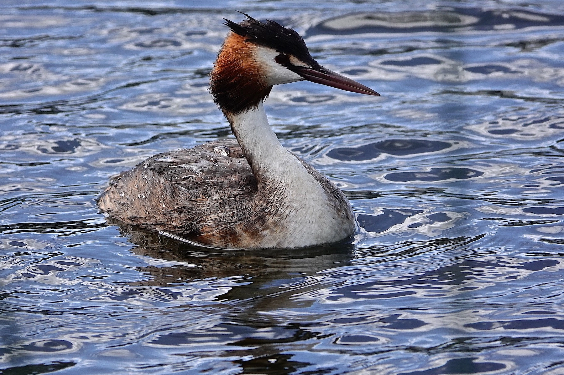 Great Crested Grebe (Image ID 50361)