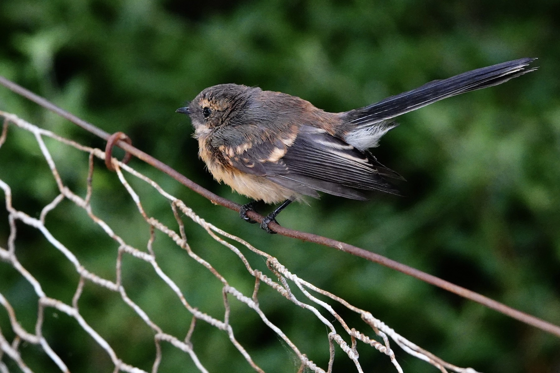 Grey Fantail (Image ID 50439) Grey Fantail (Image ID 50439)