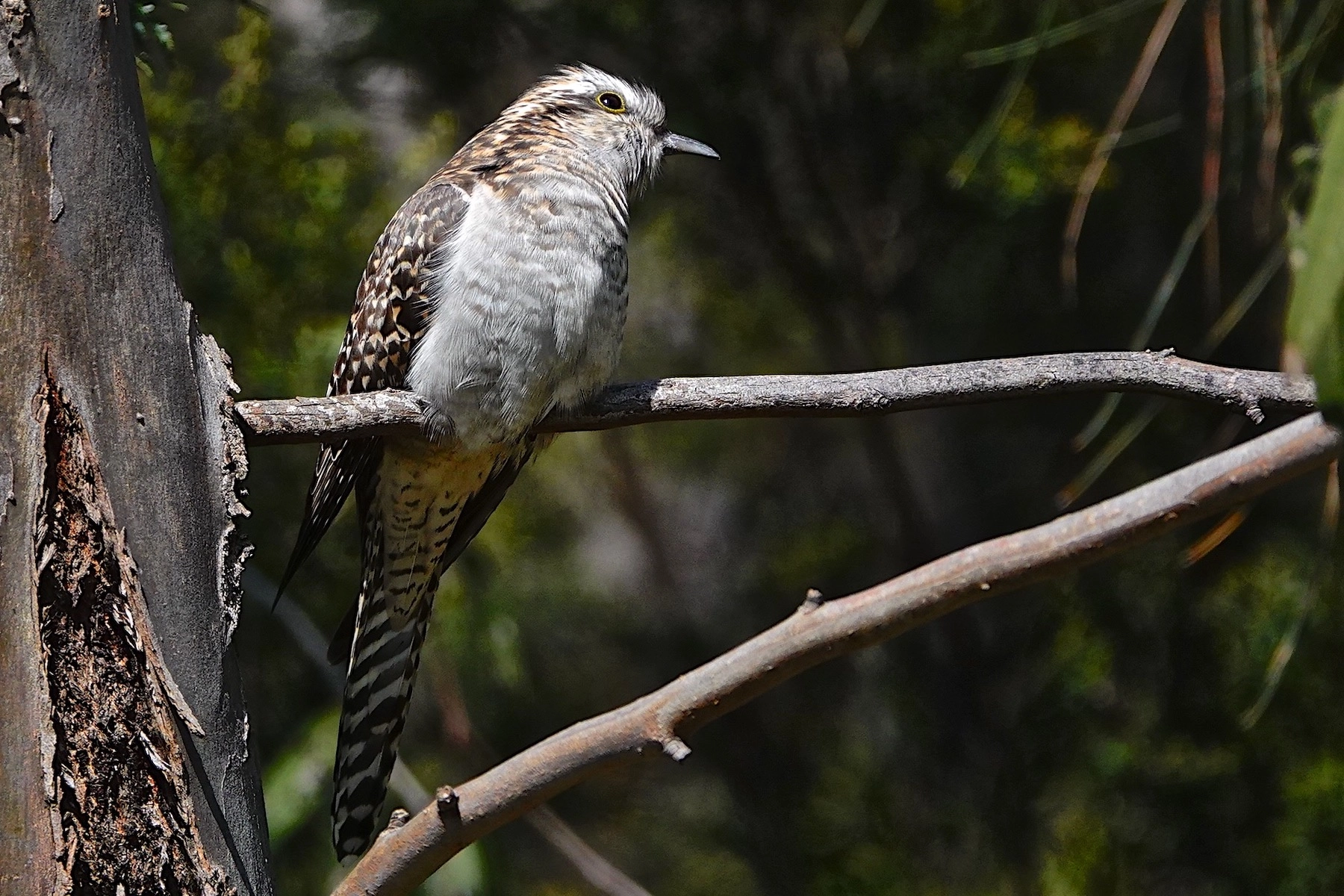 Pallid Cuckoo (Image ID 50438) Pallid Cuckoo (Image ID 50438)
