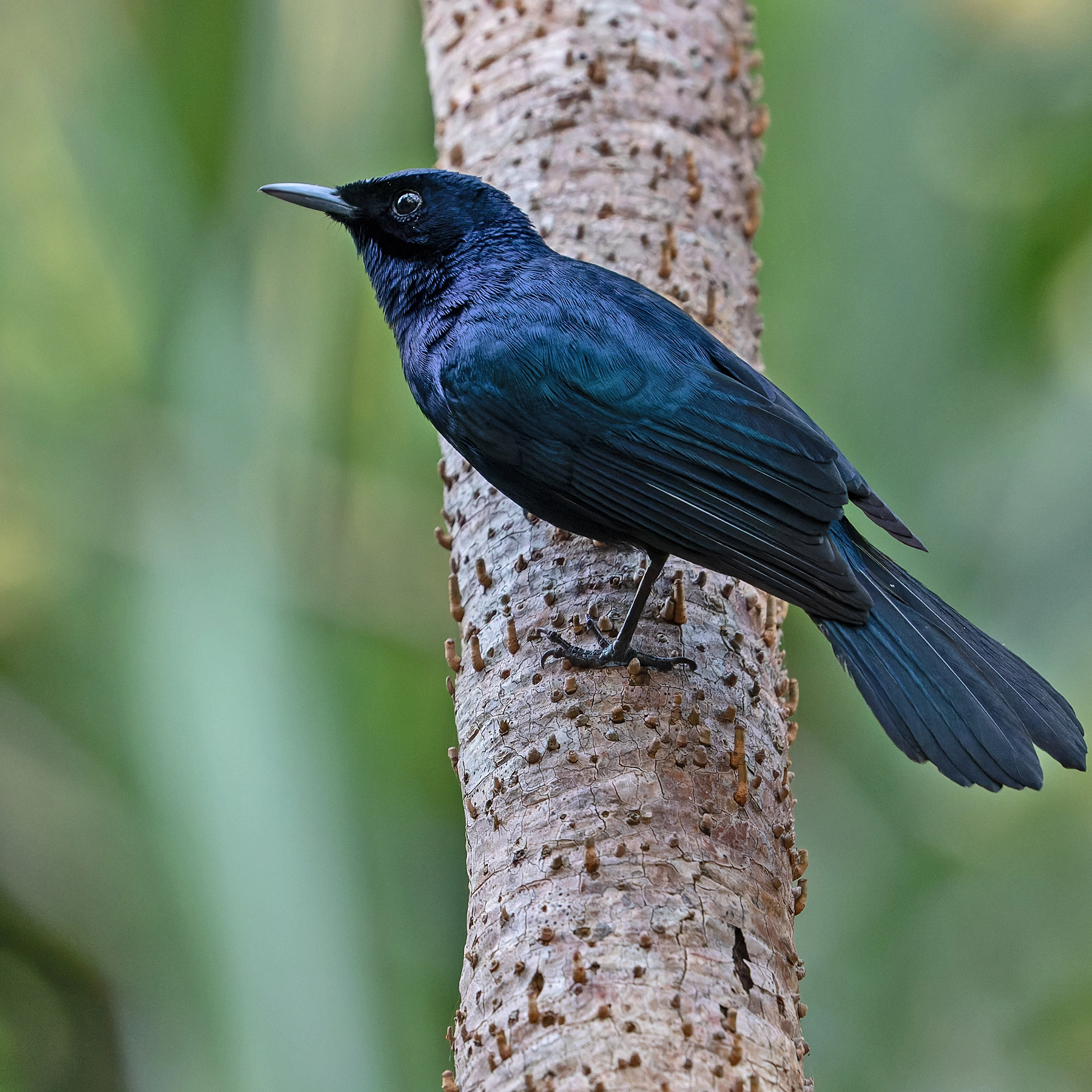 Shining Flycatcher (Image ID 50543) Shining Flycatcher (Image ID 50543)