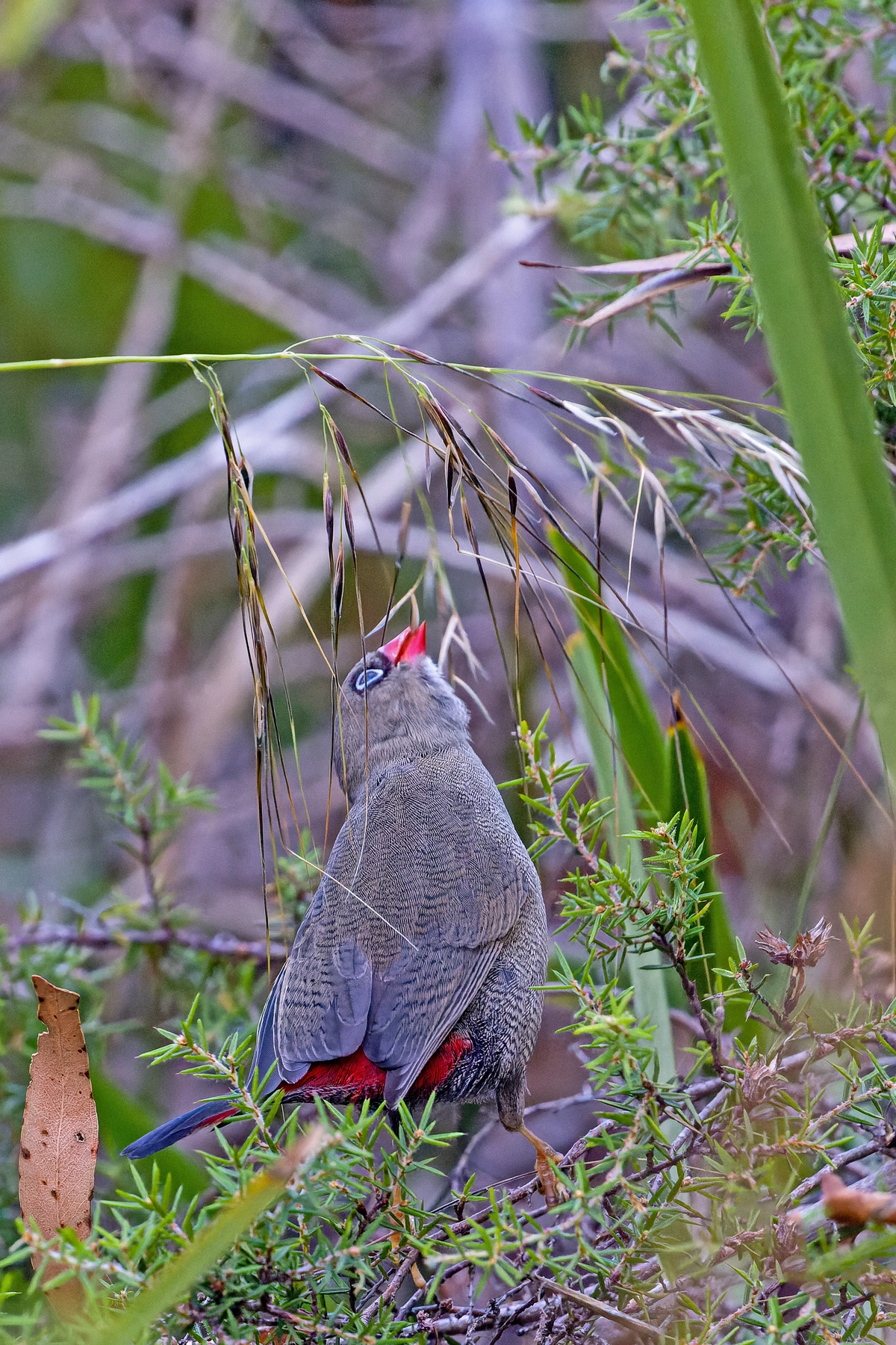 Beautiful Firetail (Image ID 50430) Beautiful Firetail (Image ID 50430)