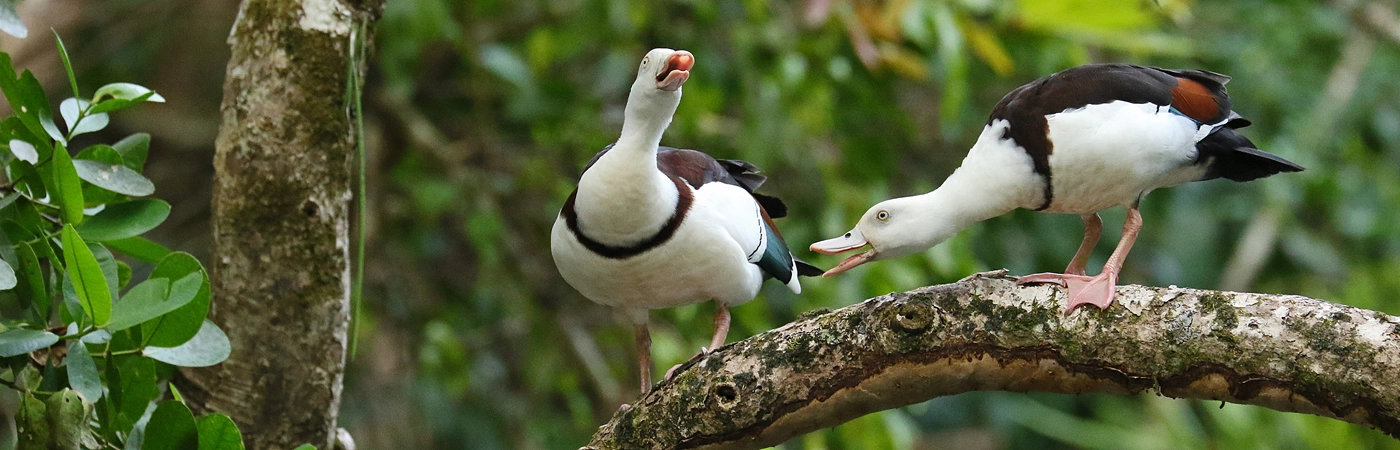 Radjah Shelduck (Image ID 50441)