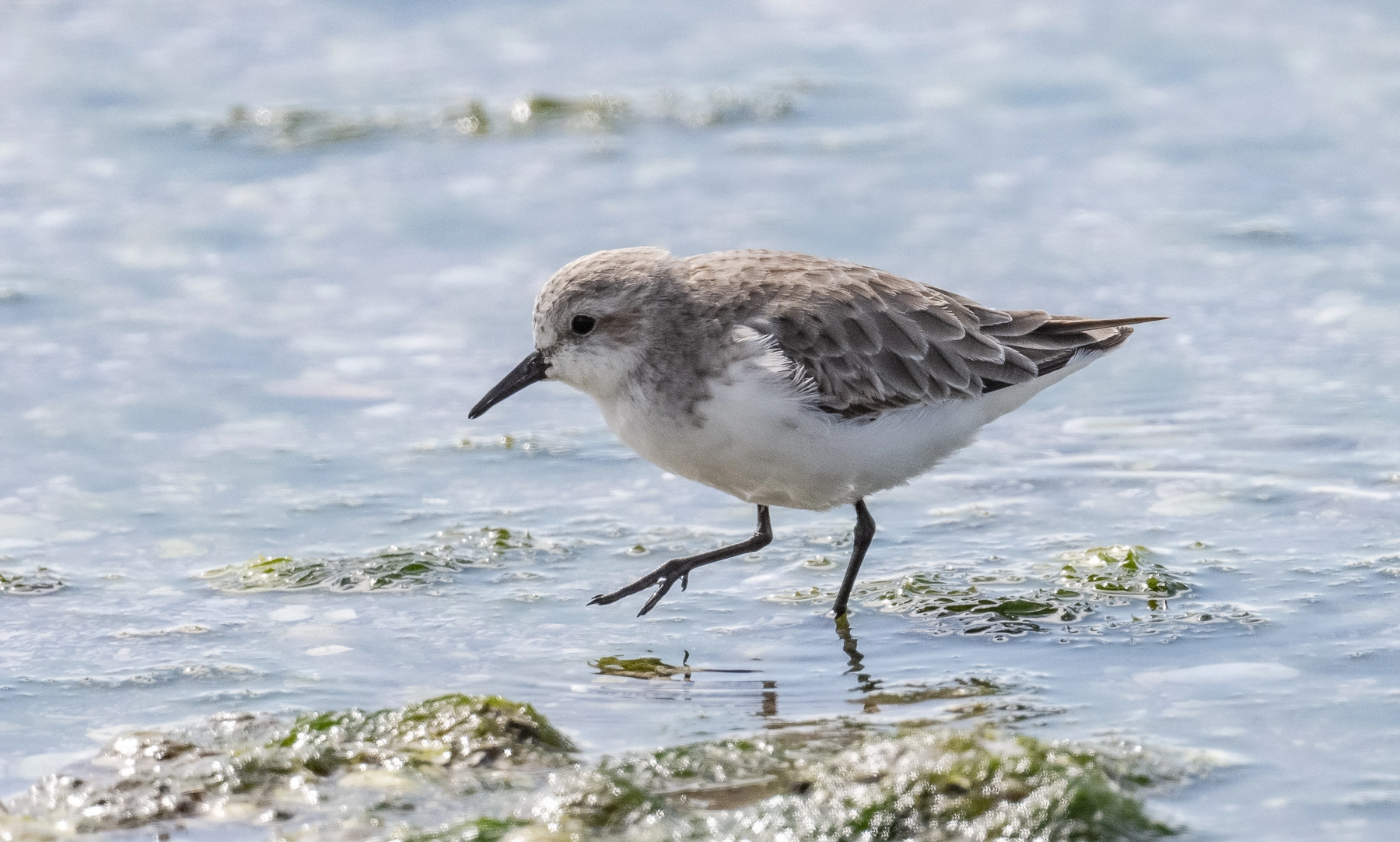 Red-necked Stint (Image ID 50436) Red-necked Stint (Image ID 50436)