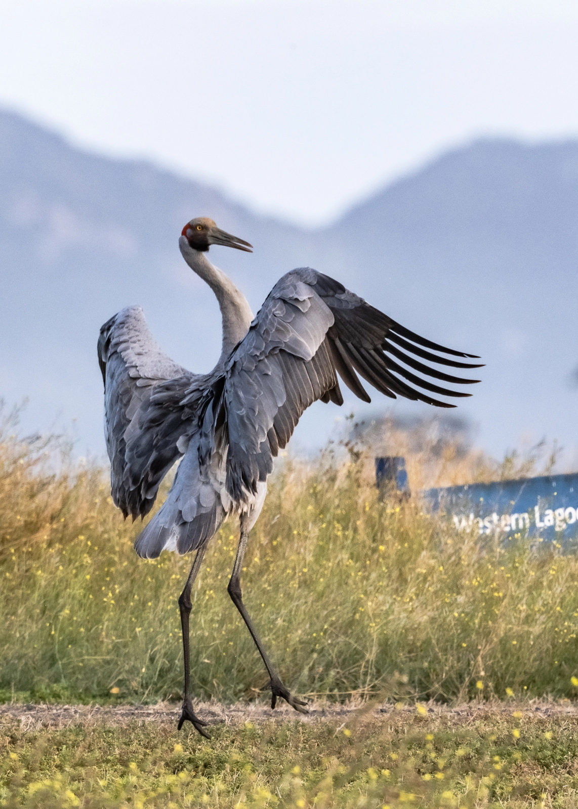 Brolga (Image ID 50435) Brolga (Image ID 50435)