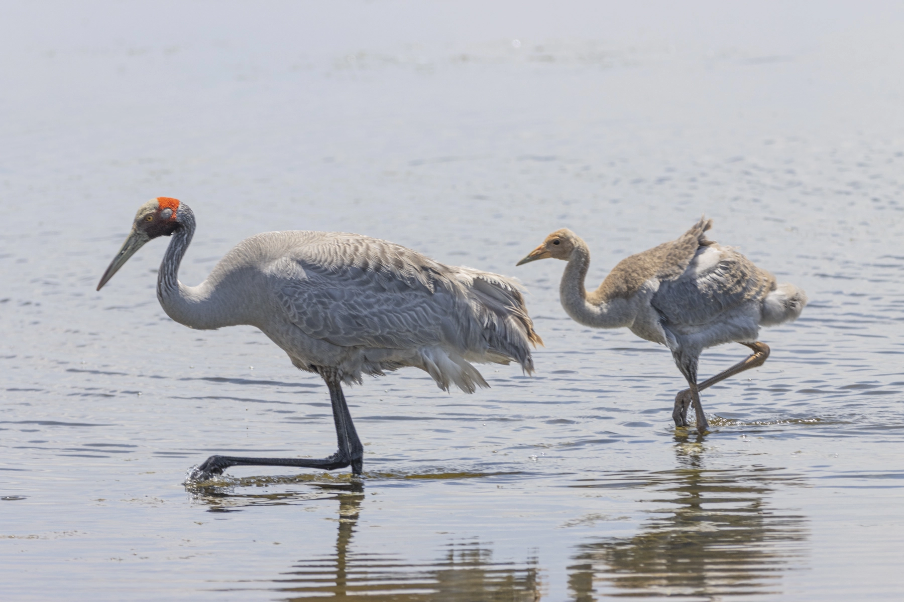 Brolga (Image ID 50283) Brolga (Image ID 50283)