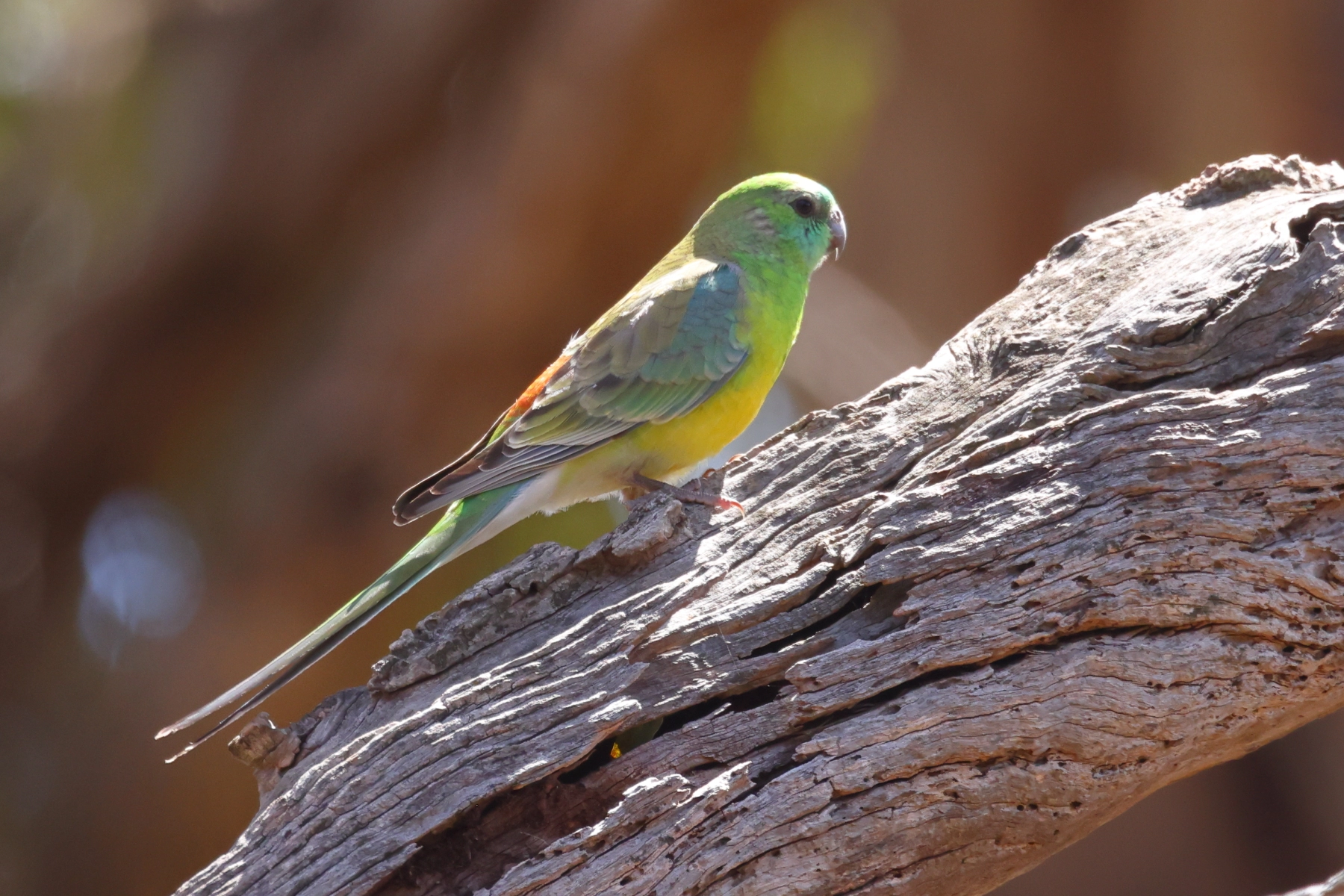 Red-rumped Parrot (Image ID 50229) Red-rumped Parrot (Image ID 50229)